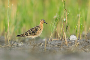 Ruff (Philomachus pugnax) sitting in the mud in the grass. Detailed portrait of a beautiful brown wader with soft green background. Wildlife scene from nature. Czech Republic