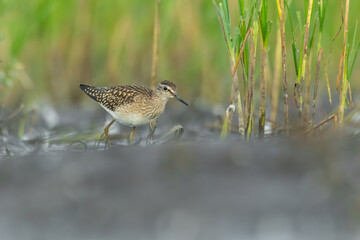 Wood sandpiper (Tringa glareola) sitting in the mud in the grass. Detailed portrait of a beautiful brown wader with soft green background. Wildlife scene from nature. Czech Republic