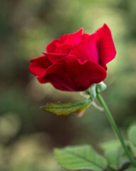 Fototapeta premium vivid red rose flower closeup in the garden as an out of focus dark green background