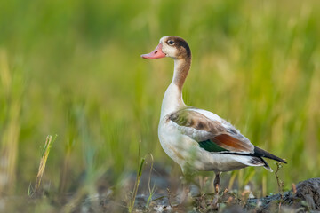 Ruddy shelduck (Tadorna ferruginea) sitting in the mud in the grass. Detailed portrait of a beautiful young shelduck with soft green background. Wildlife scene from nature. Czech Republic