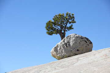 lone tree behind a rock