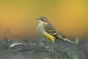Fototapeta premium Yellow wagtail (Motacilla flava) sitting in the mud on the ground. Detailed portrait of a beautiful grey and yellow songbird with soft orangebackground. Wildlife scene from nature. Czech Republic