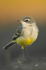 Yellow wagtail (Motacilla flava) sitting in the mud on the ground. Detailed portrait of a beautiful grey and yellow songbird with soft orangebackground. Wildlife scene from nature. Czech Republic