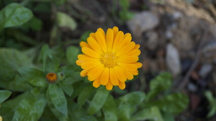 yellow flower in the garden