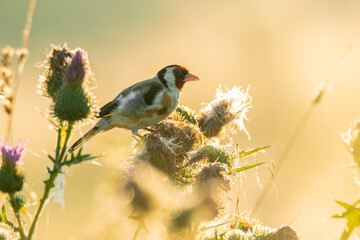 European goldfinch (Carduelis carduelis) sitting on a thistle at sunrise in the golden hour. Colorful songbird in its environment with soft yellow background.Wildlife scene from nature. Czech Republic