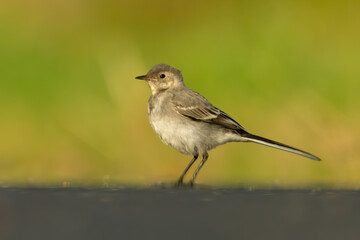 White wagtail (Motacilla alba) sitting on a road. Detailed portrait of a cute grey songbird with soft yellow and green background. Wildlife scene from nature. Czech Republic