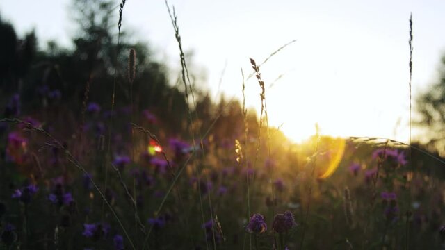 Beautiful summer field at sunset