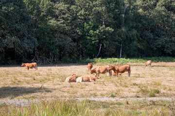 troupeau de vaches limousines