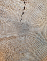 Naklejka premium tree trunk cut top view closeup, natural pattern background