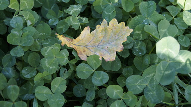 leaves and drops
