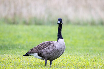 Canada Goose in a Meadow