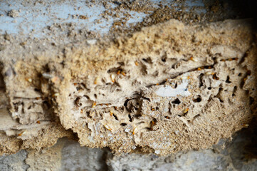 Image of termites