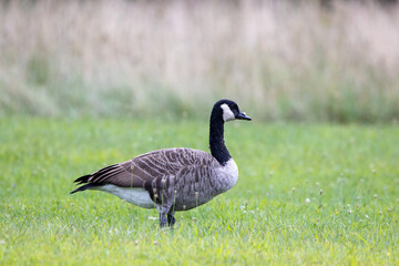 Canada Goose in a Meadow