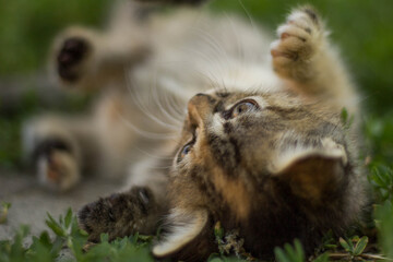 cat on the ground