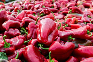 Red peppers in harvesting trailer