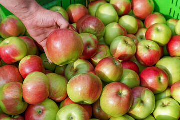 Appetizing Red Apples in the Plastic Fruit Storage Crate