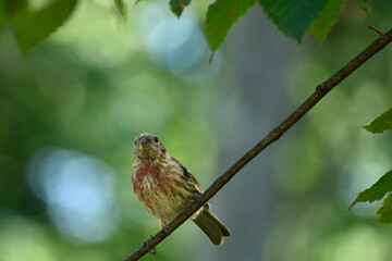 Male House Finch in autumn molt