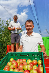 Young Farmer Holding Plastic Fruit Storage Crate With Appetizing Red Apples