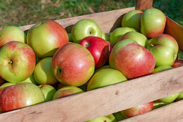 Appetizing Red and Green Apples in the Wooden Fruit Storage Crate