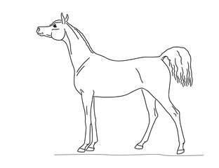 Beautiful arabian horse, standing still, side view