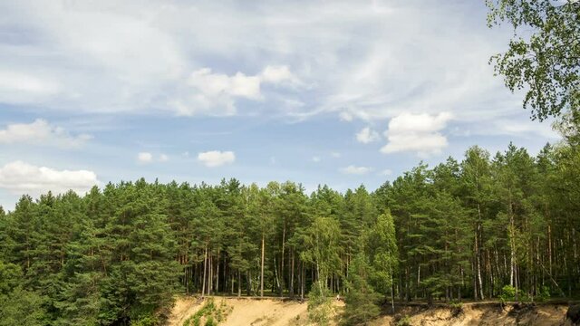 Summer pine-tree forest in a midland of Europe, time-lapse