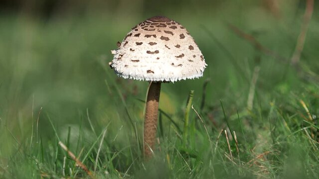 The parasol mushroom on a pasture in autumn, Macrolepiota procera