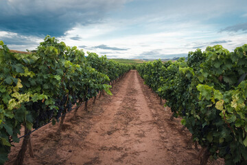 Fototapeta na wymiar Vineyards before the harvest in La Rioja.