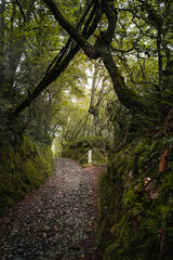 Forest path from the Camino de Santiago in Galicia.