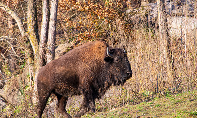 Large Bison Walking Up Grazing HIll