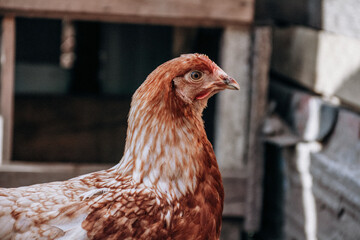 chicken
