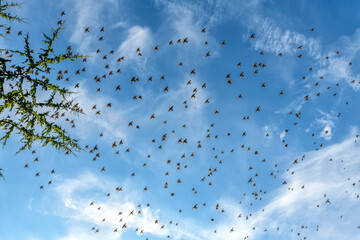 birds in the sky