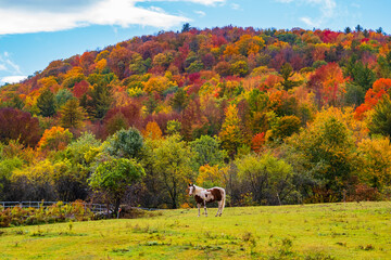 brown and white horse grazing in field with hillside in bright fall foliage colors 
