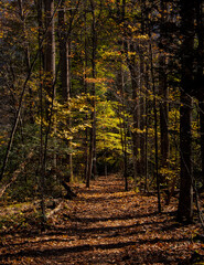 Hiking Path in North Carolina in Fall