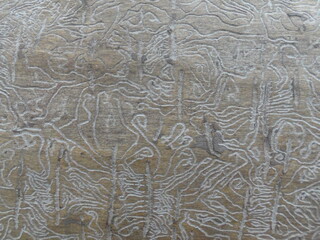 White woodworm tracks on brown wood trunk under bark close up, natural random decorative texture for background
