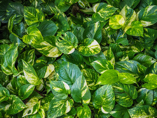  green leaves on tree 