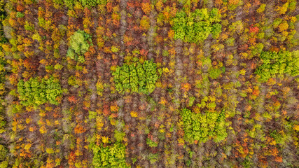 Herbstlicher Forst von oben