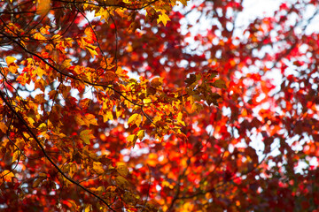 Colorful Autumn foliage in the morning