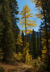 Aspen tree with yellow leaves in autumn 