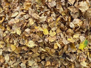 autumn leaves background on the ground. Background group of fallen  trees autumn orange yellow leaves.