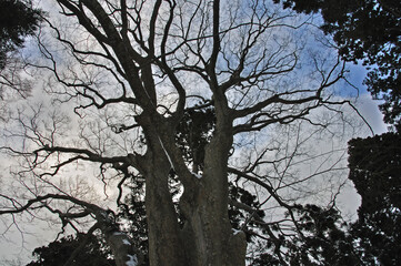 厳冬の松前・松前藩主松前家墓所　松前の大欅