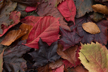 leaves in many colors in the fall
