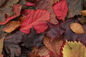 fall leaves in many colors