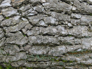 Rough gray wooden bark of old pine tree close up, horizontal texture for background