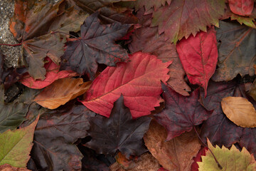 fall leaves in many colors