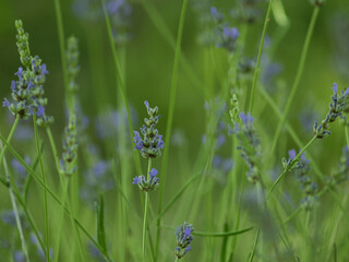 Lavender flower meadow. Close up image. Summer purple flowers concept. Herb garden with essential plant. Mediterranian herbs.