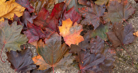 leaves in many colors in the fall