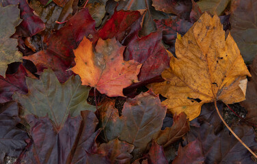 leaves in many colors in the fall