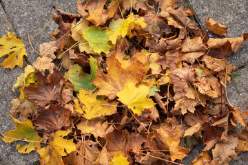 fall leaves in many colors