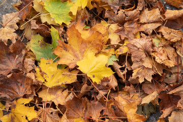 leaves in many colors in the fall