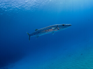 Fototapeta na wymiar Barracuda Prowling the reef